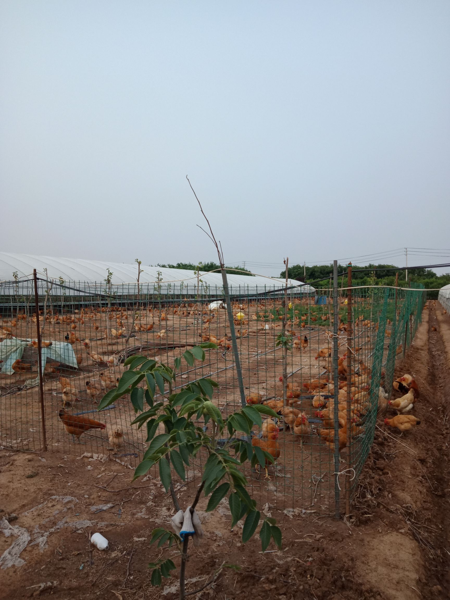  散养草鸡蛋