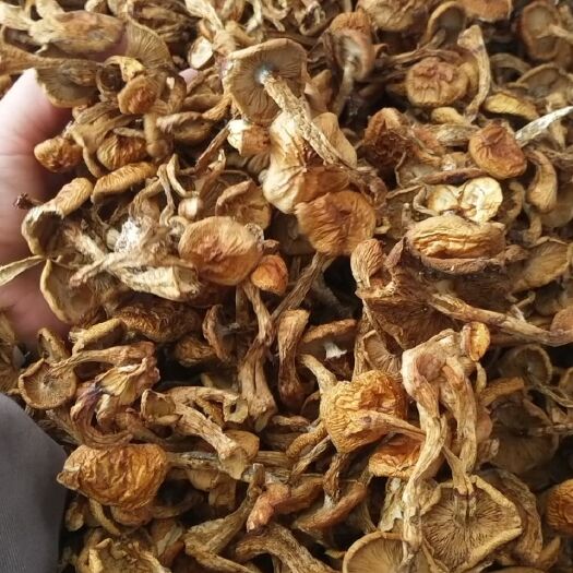 平泉市 滑子菇，松蘑，香菇产地直销