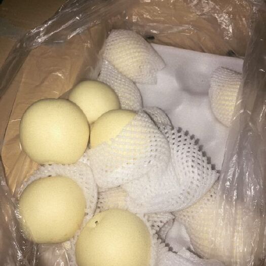 赵县精品皇冠梨