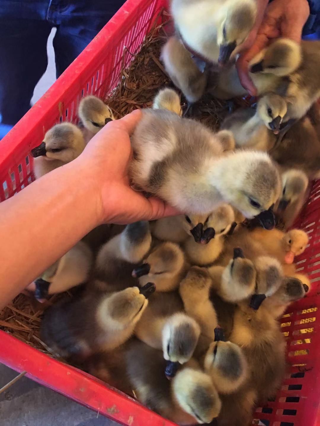 正宗大种狮头鹅苗 汕头狮头鹅 零售10只起发