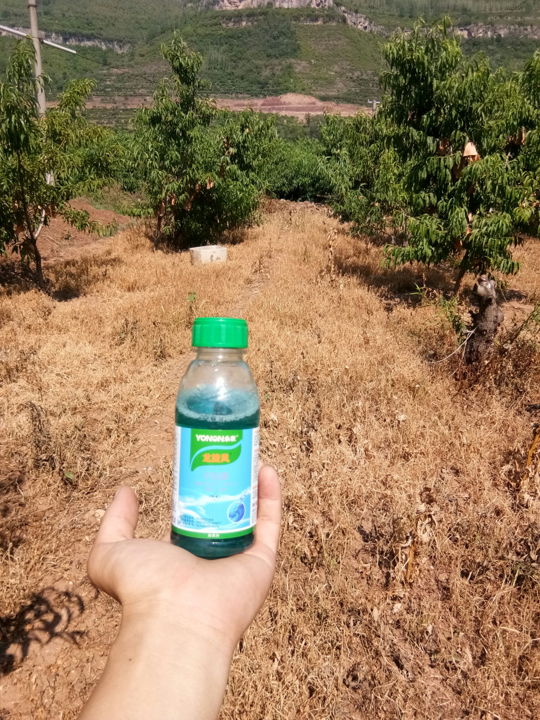 永农金百速龙旋风百速顿10%精草铵膦铵盐除草剂杂草农药批发