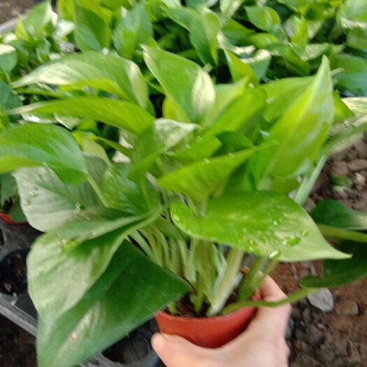绿萝盆栽室内花卉绿植净化空气水培