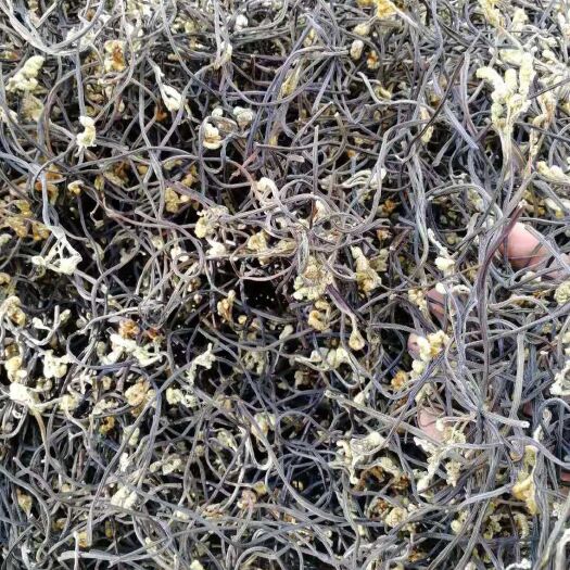 成都优级蕨菜干，10公斤一箱，优惠直销，批发