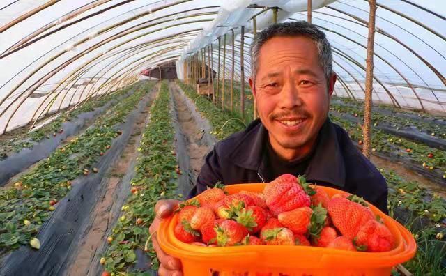 济南 大果精果甜宝草莓现摘现发果农直销种植户