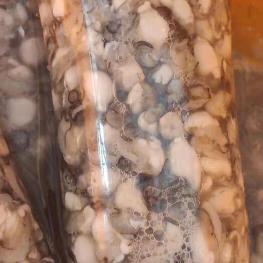 诏安县诏安湾生蚝 新鲜蚝肉价格美丽4/5斤装