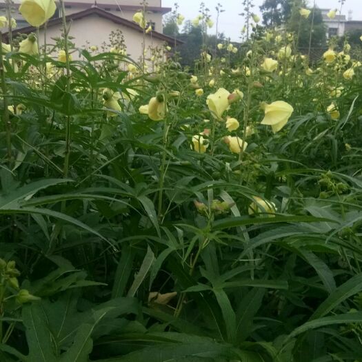 洞口县黄蜀葵  预售黄属葵图片是今年开花时拍的，