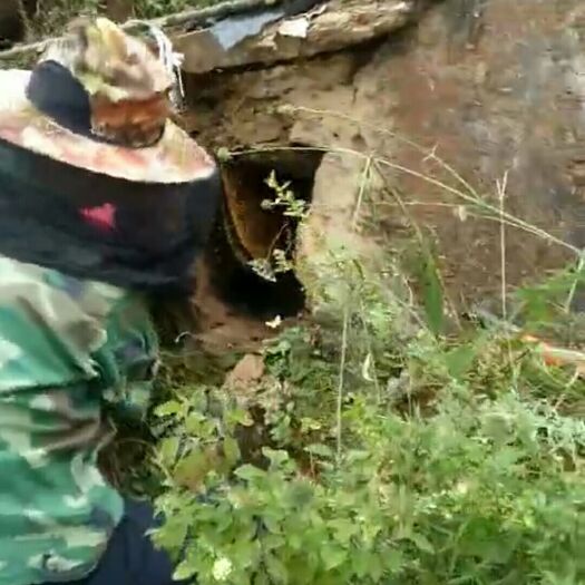 会东县 正宗的野生蜂蜜哦