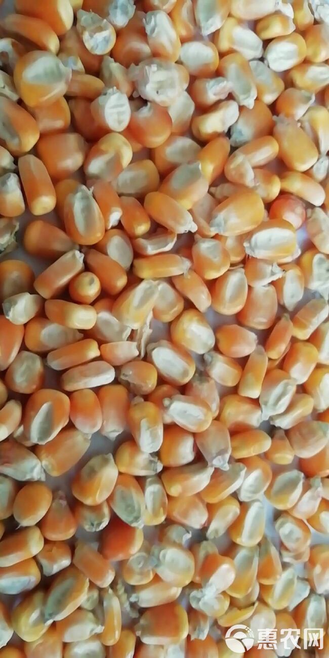 干玉米  现货优质玉米出售