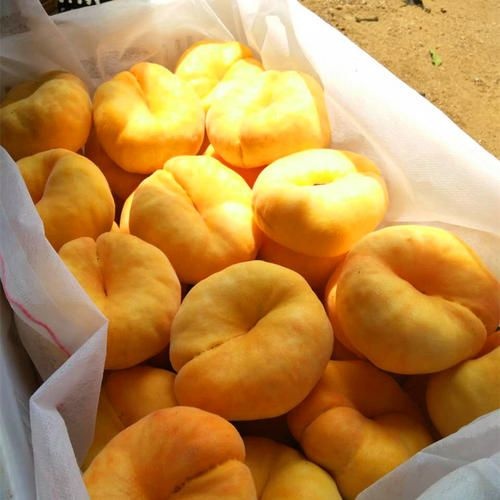 平邑县 桃树苗 蟠桃树苗 黄蟠桃树苗 包品种包挂果