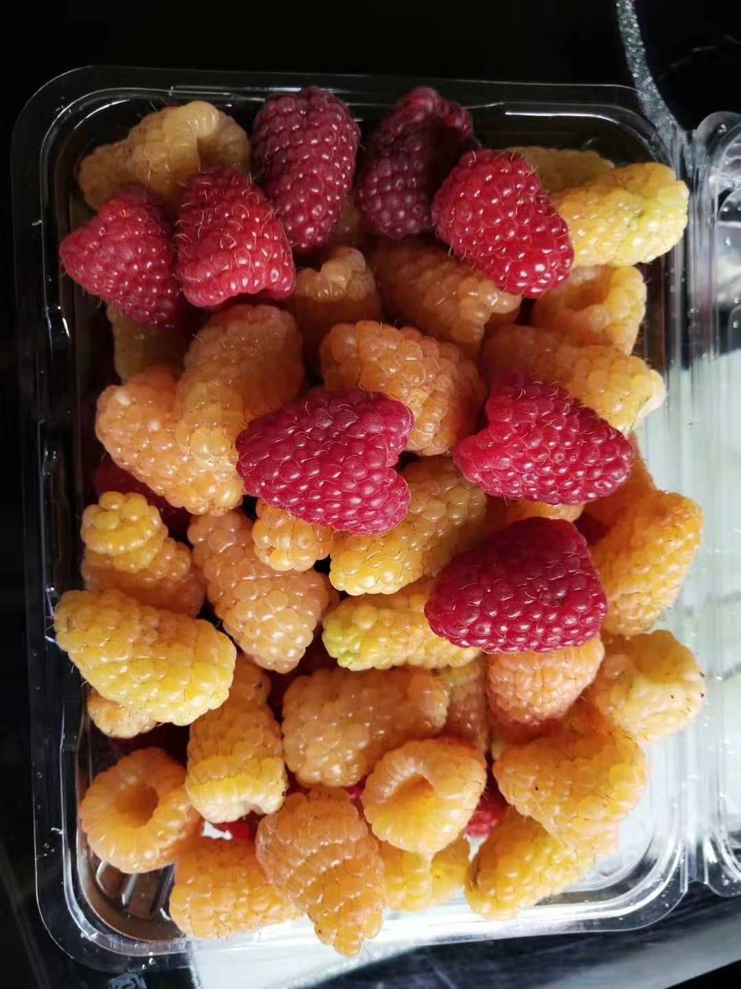白山新品种黄树莓苗含糖量适合种植保证质量保证纯度