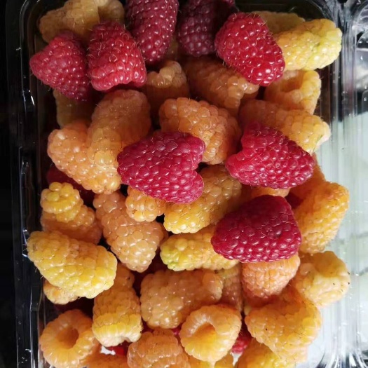 白山新品种黄树莓苗含糖量适合种植保证质量保证纯度