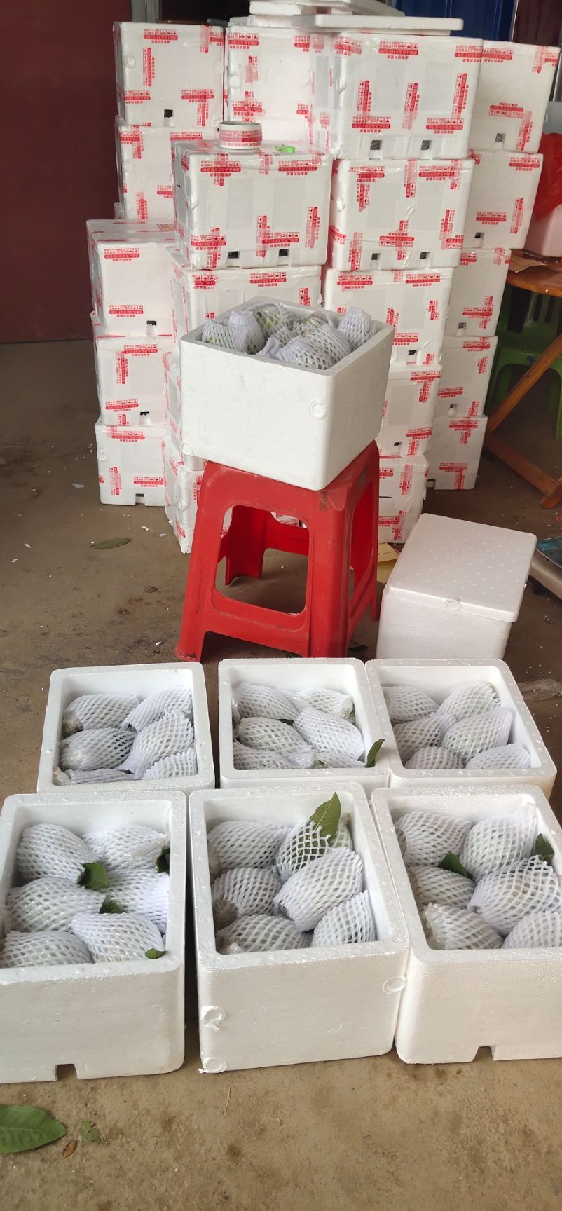 白心番石榴四季梨芭乐甜脆新鲜现摘现发绿色水果广西产地