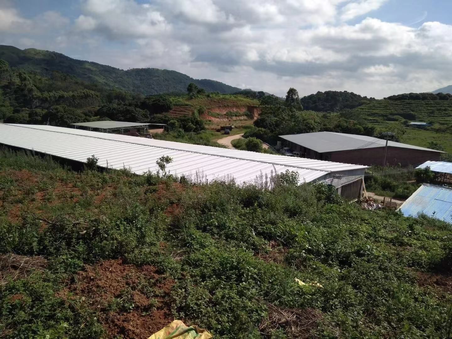  桂香鸡苗 灵山土鸡苗  果园鸡苗
