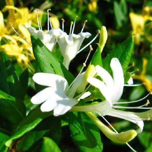 平邑县四季金银花苗 四季金银花树苗山东平邑金银花之乡产地直发可回收