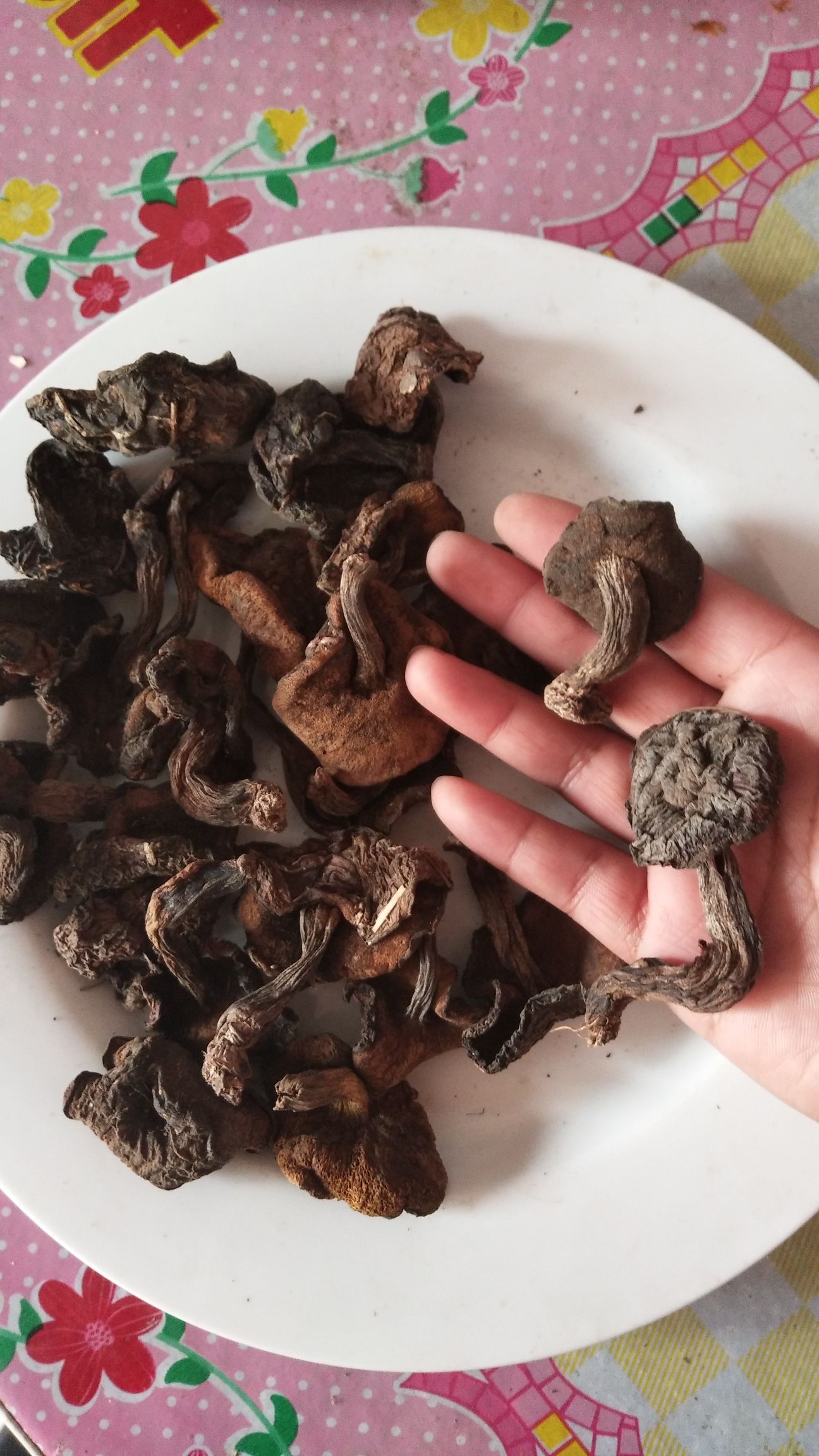  2019新蘑菇，小黑蘑菇中块松蘑干货批发