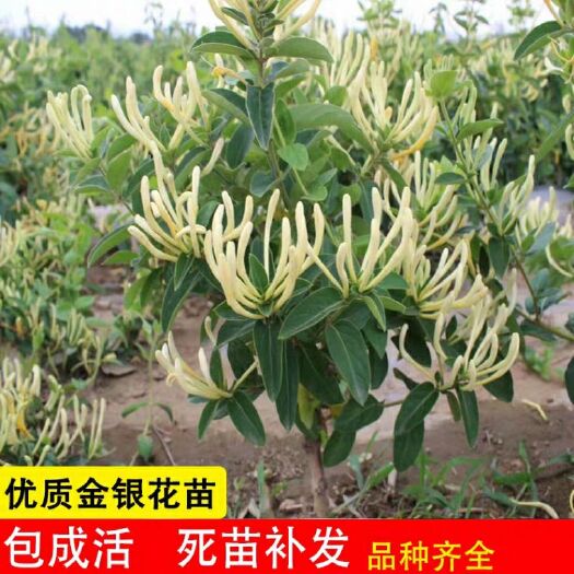 平邑县四季金银花苗 24小时发货，现挖现发，品种齐全，