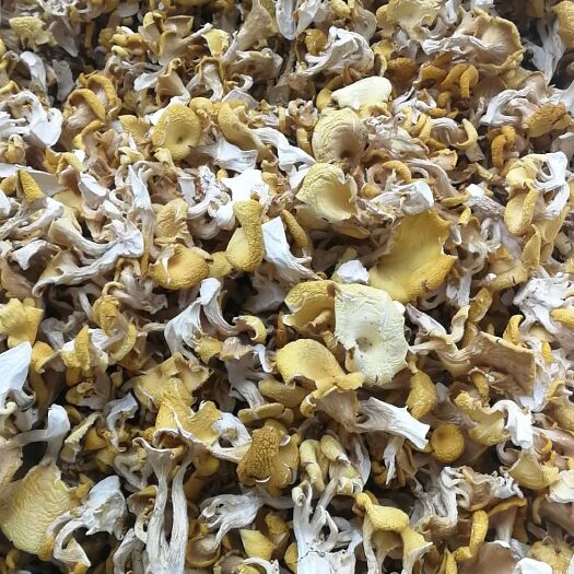 昆明 鸡油菌云南特产鸡油黄现烤现卖