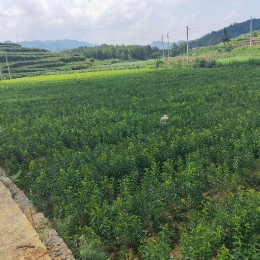 镇宁县蜂糖李树苗 蜂糖李苗