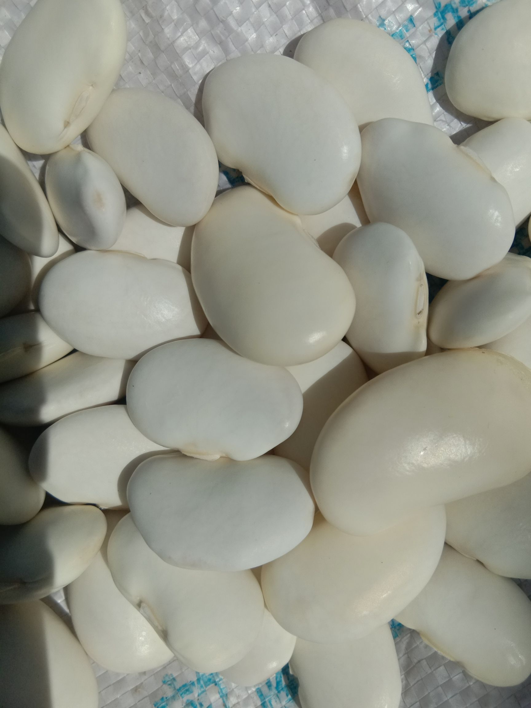 兰坪白族普米族自治县大量出售白芸豆