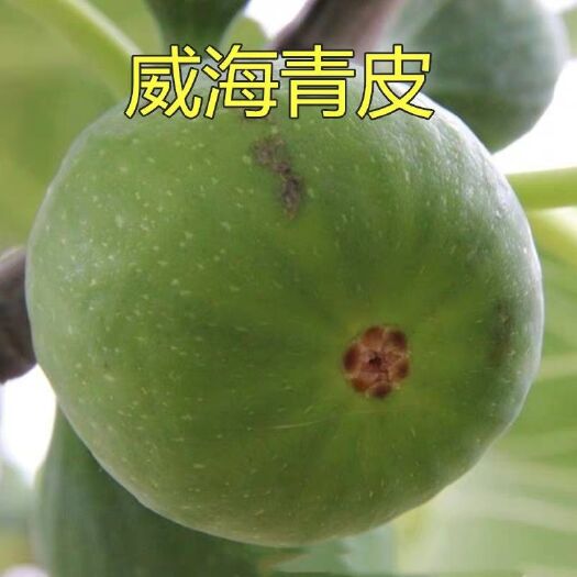 平邑县青皮无花果树苗