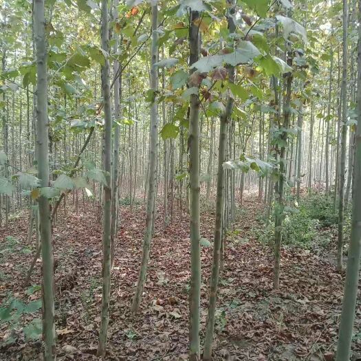 临沂速生法桐 3公分法桐