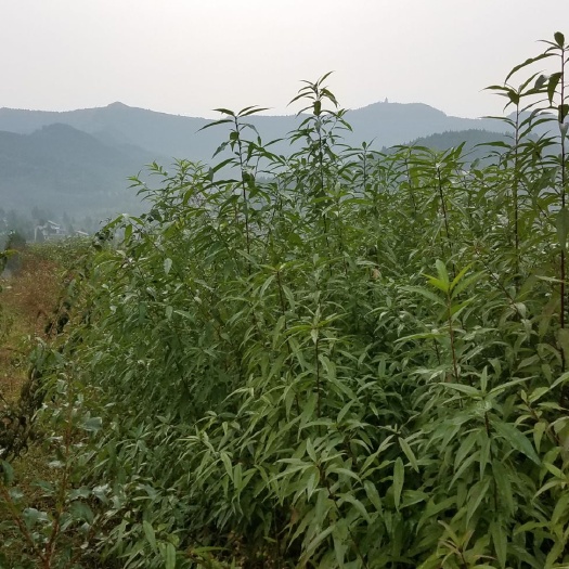 渠县山毛桃树苗 公司育苗是红头毛桃苗，量大优惠，是嫁接的理想粘木