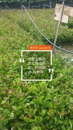 油茶苗 出售优质油茶袋苗