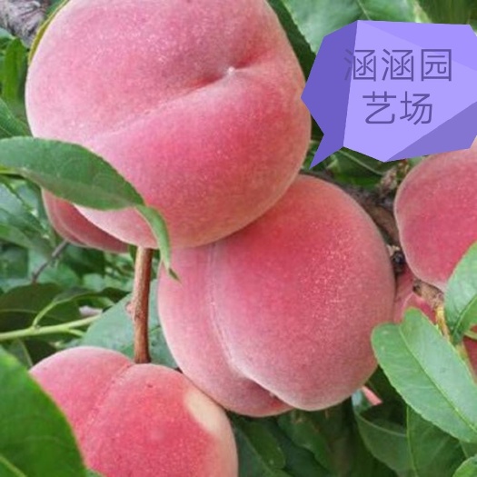 泰安秋彤桃树苗  矮化嫁接苗