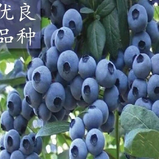 平邑县蓝金蓝莓苗  金蓝莓苗， 法新蓝莓 ，蓝莓树苗自家种植，谁时