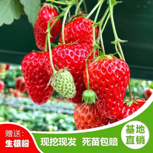 平邑县四季草莓苗 20~30公分 地栽苗