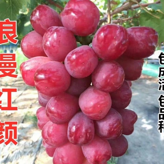 平邑县浪漫红颜葡萄苗