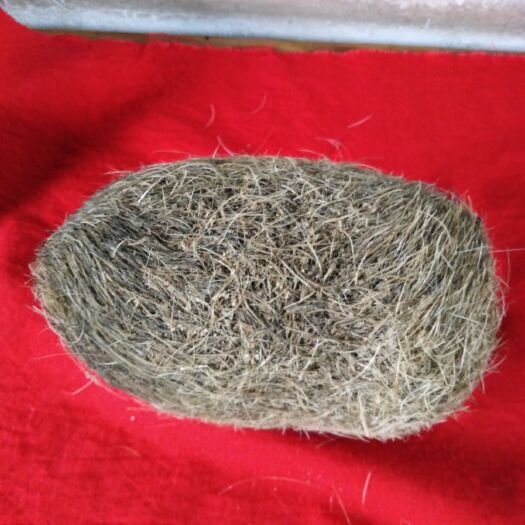 西安猪宝 、  又名猪黄、猪辰砂 ，极其难得!