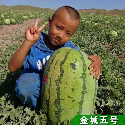 樟树市 特大超甜金城五号西瓜种子原装正品100克耐旱抗高温乳黄花皮