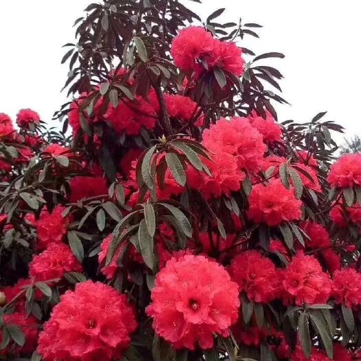 利川市马缨杜鹃 花色艳丽