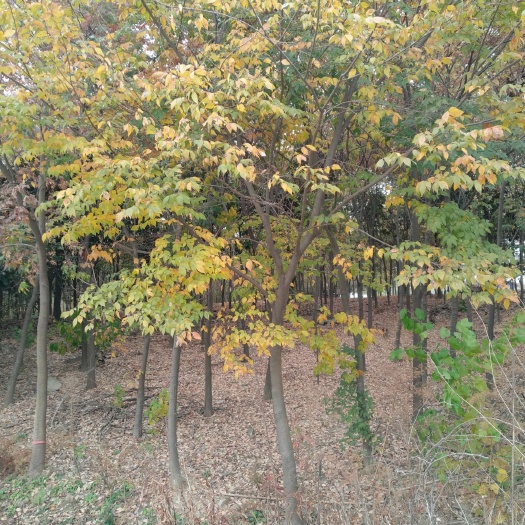 定远县小叶朴 有需要榉树，三角枫，无患子联系我