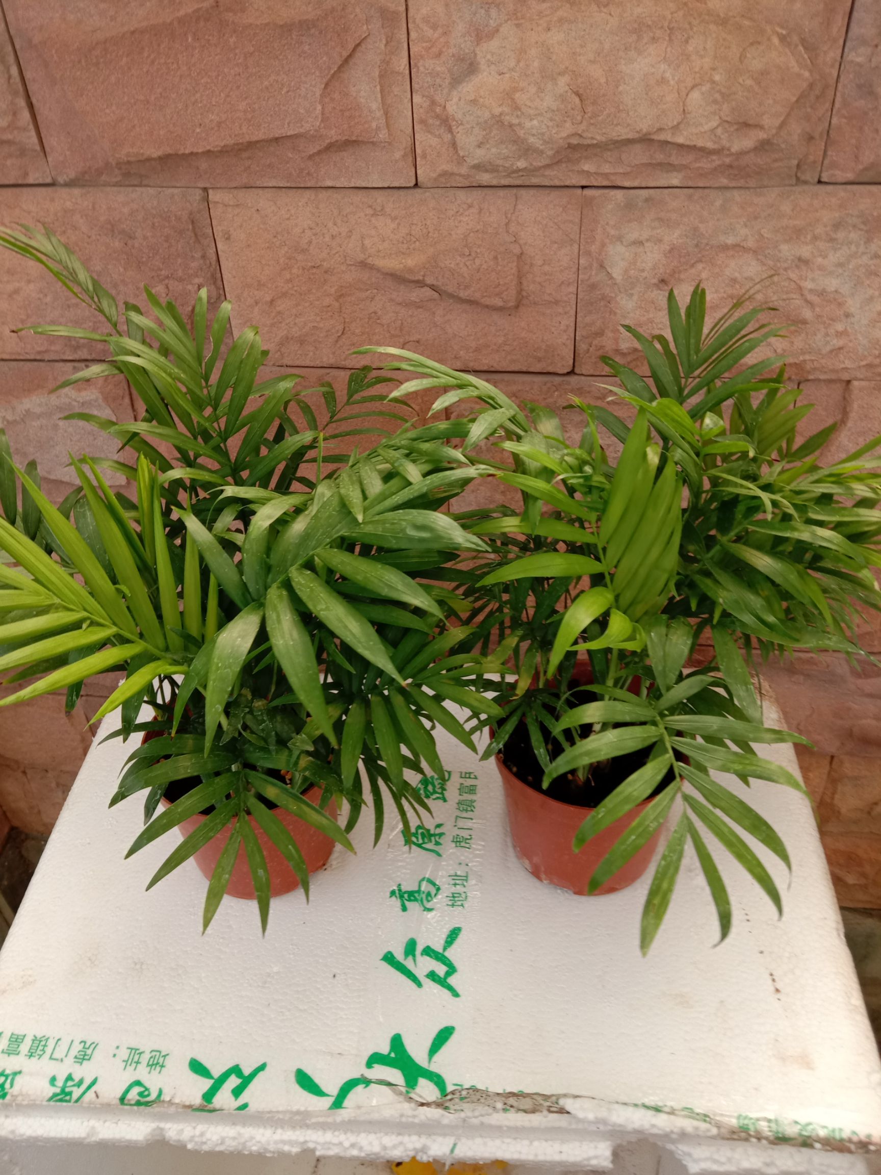 广州袖珍椰子盆栽室内花卉绿植