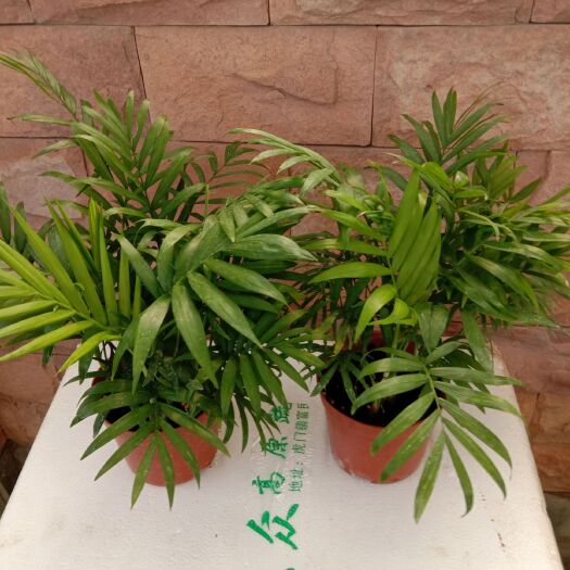 广州袖珍椰子盆栽室内花卉绿植