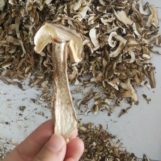 昆明 美味牛肝菌云南野生牛肝菌