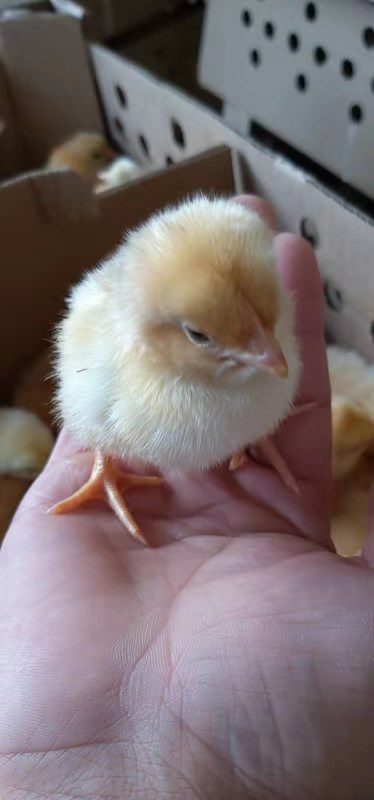 南宁 三黄鸡苗
