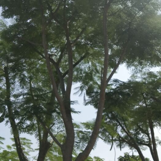 普宁市 凤凰木开花期可达几个月又美丽红红火火