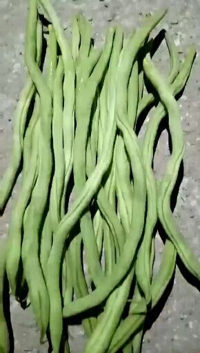 昌宁县无筋豆角 精品无筋豆，白豆，扁豆上市中，物美价廉欢迎各位老板前来选购！