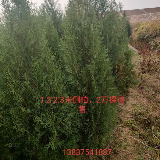 鲁山县窄冠侧柏