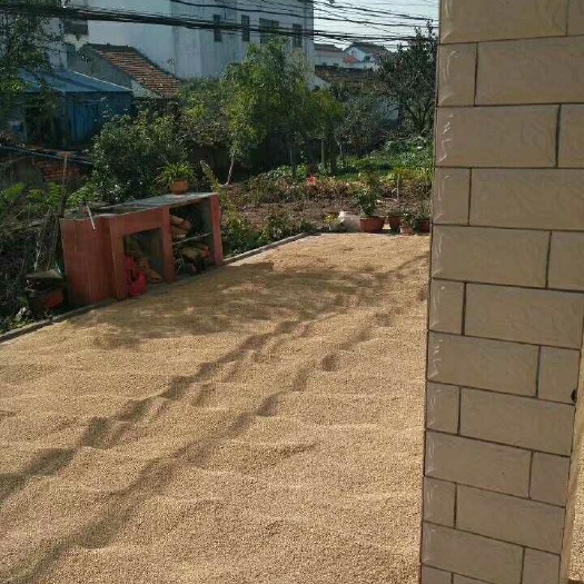  农场南梗5055大米
