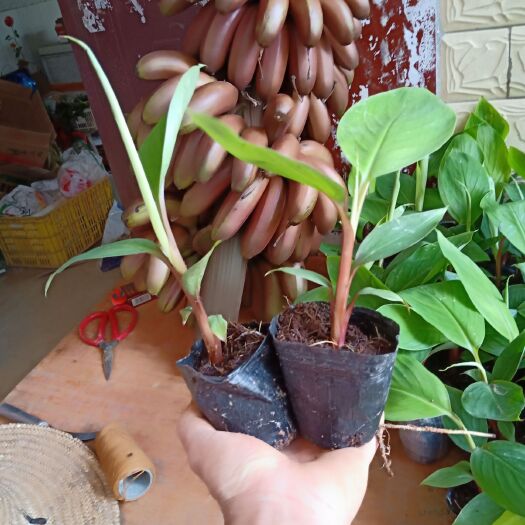 灵山县 红香蕉苗带叶营养土发货包邮费