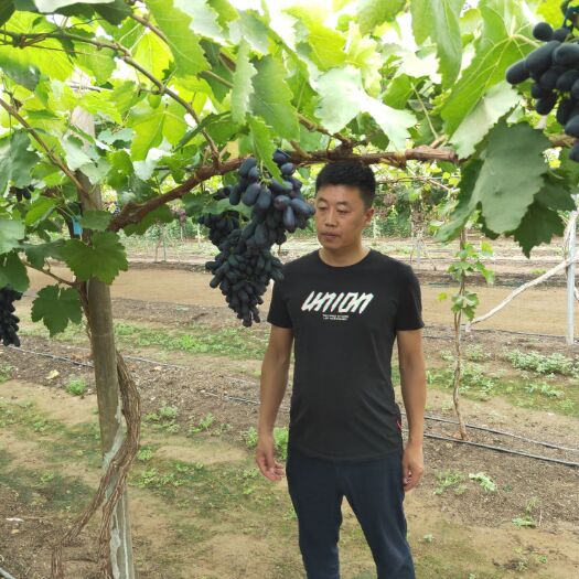 平邑县 甜蜜蓝宝石葡萄苗葡萄树苗包成活包对版南北方均可种植