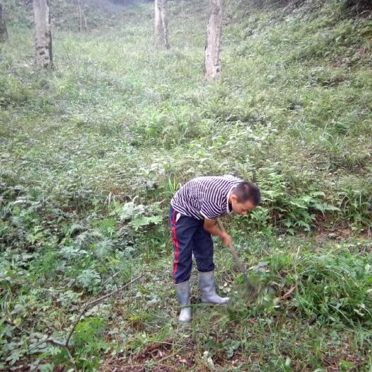 靖州县 纯野生山核桃油，
