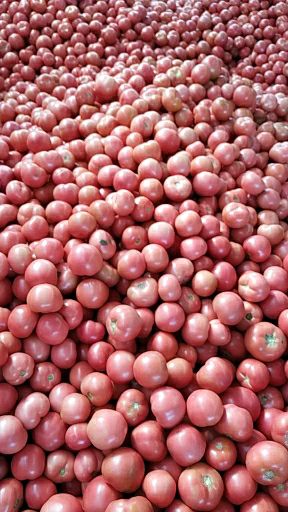 沙土地硬粉西红柿沙瓤量大口感好