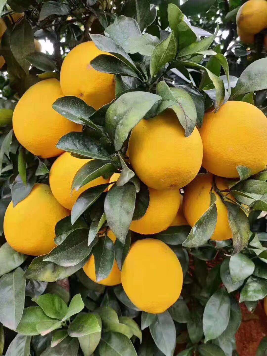  正宗赣南脐橙，包邮，包甜，包满意