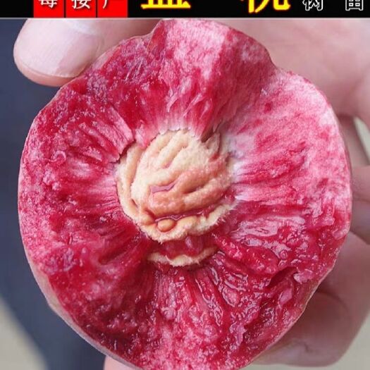 平邑县血桃苗 1~1.5米