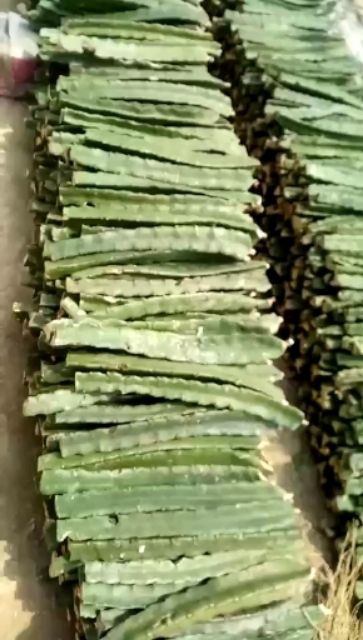 金乡县自粉品种，不需要人工授粉，口感极好，产量高